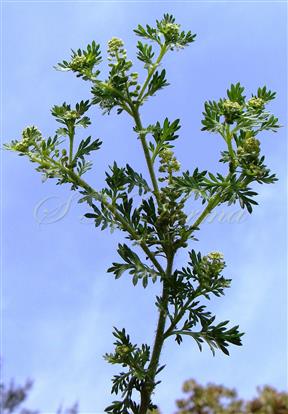  Twig with flowers and fruits